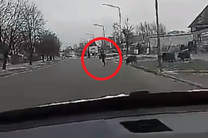 Atak dzików w Zawierciu 