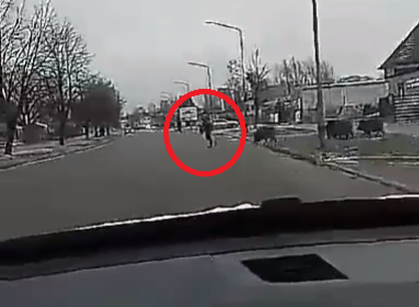 Atak dzików w Zawierciu 