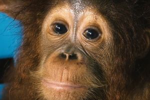 Orangutan Indonezja