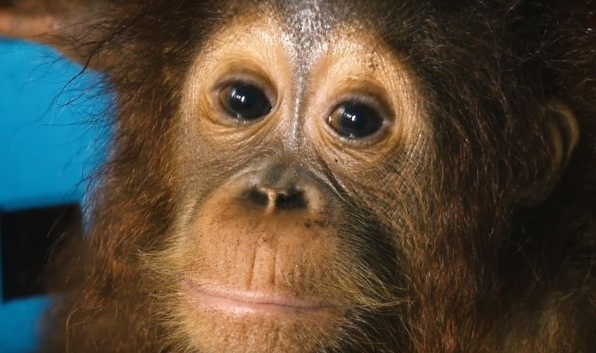 Orangutan Indonezja