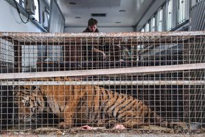 Tygrysy na granicy polsko-białoruskiej w Koroszczynie uratowane przez zoo w Poznaniu