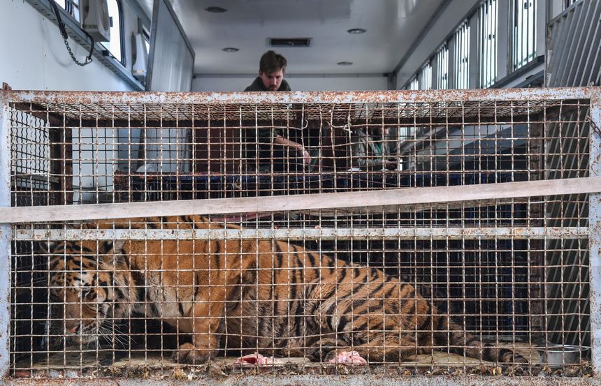 Tygrysy na granicy polsko-białoruskiej w Koroszczynie uratowane przez zoo w Poznaniu