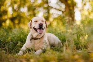 Nieznany sprawa zastrzelił labradora