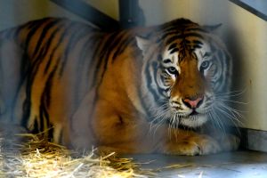 Tygrysy w zoo w Poznaniu znów zagrożone. Rosjanie chcą je odzyskać?