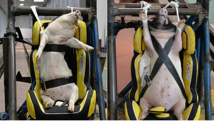 Live pigs crash test