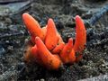 poison fire coral