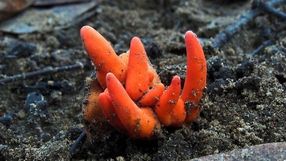 poison fire coral