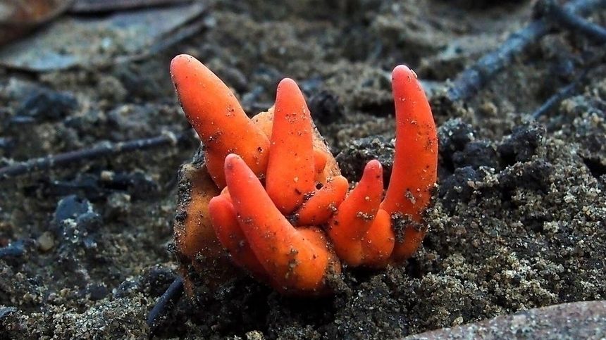 poison fire coral