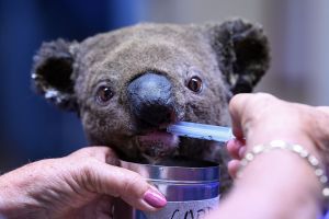 Australia płonie. W pożarach zginęło już ponad miliard zwierząt