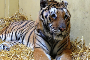 Tygrysy, które zostały w zoo w Poznaniu, walczą o zdrowie