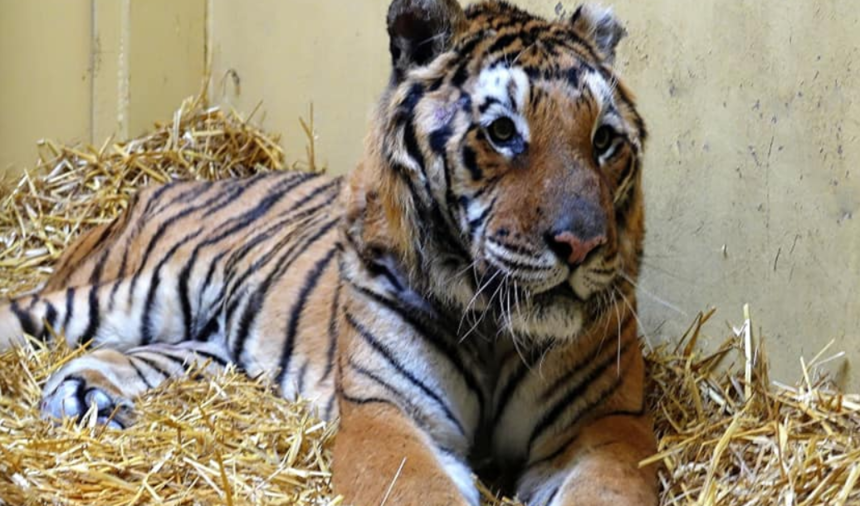 Tygrysy, które zostały w zoo w Poznaniu, walczą o zdrowie