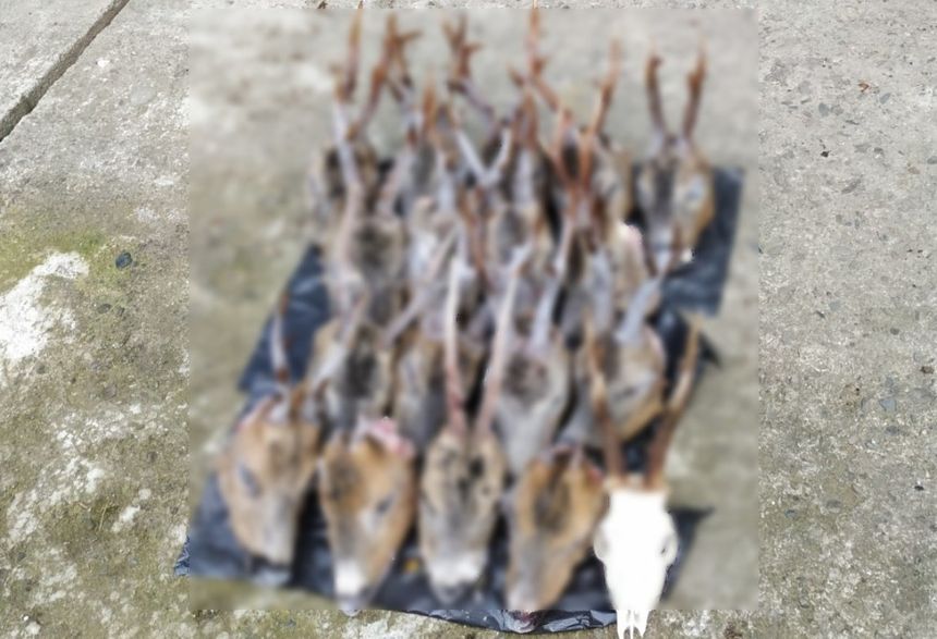 Poroża