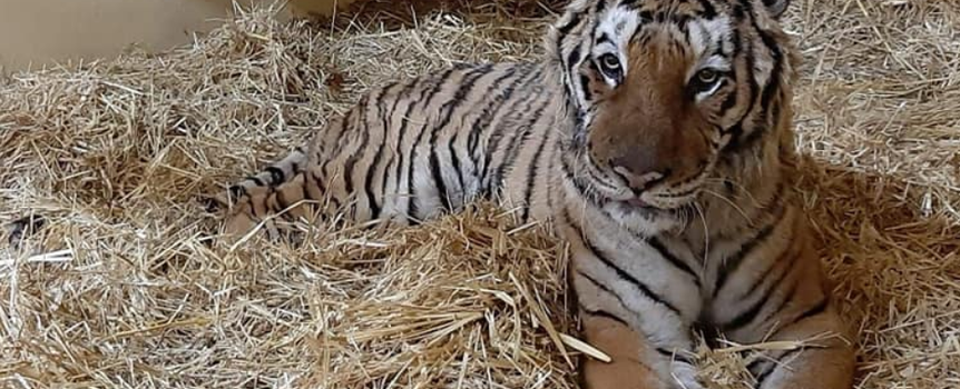 Tygrys z zoo w Poznaniu po operacji walczy o życie. Jest nadzieja, Gogh „zjadł rosołek”