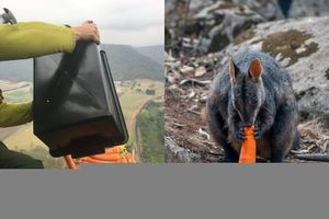 Australia marchewki dla zwierząt