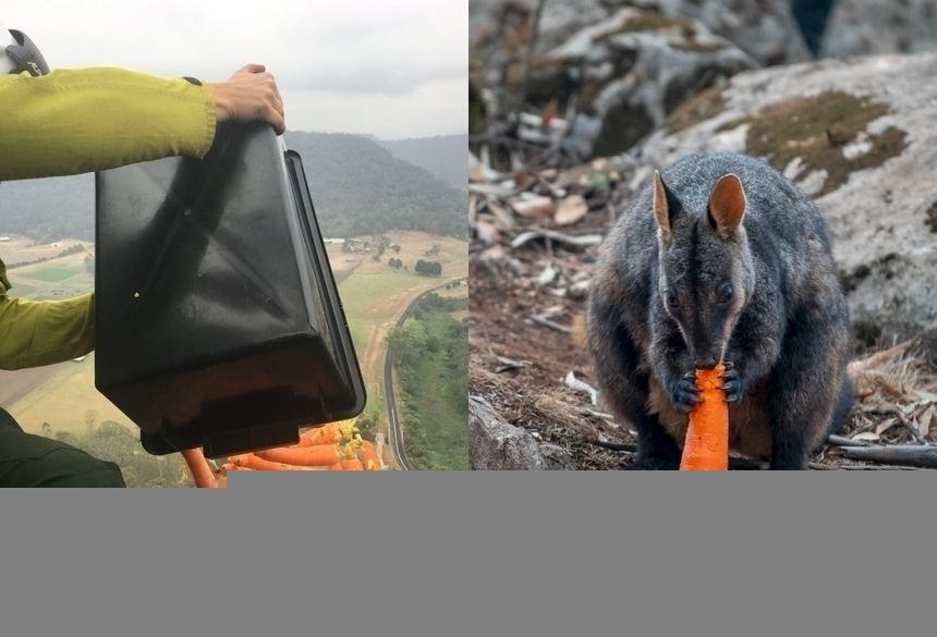 Australia marchewki dla zwierząt