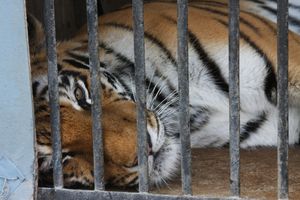 Tygrysy na granicy polsko-białoruskiej w Koroszczynie. Zoo Poznań przyjmie część kotów