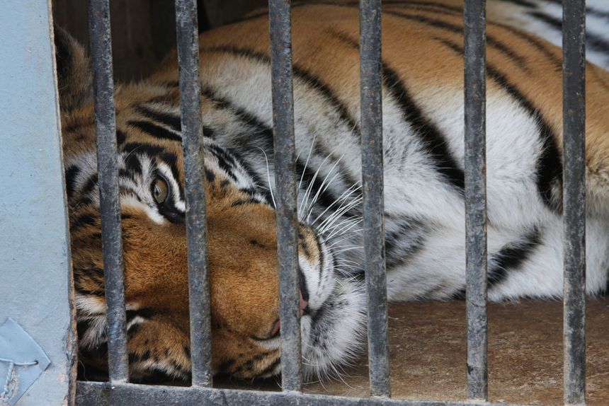 Tygrysy na granicy polsko-białoruskiej w Koroszczynie. Zoo Poznań przyjmie część kotów