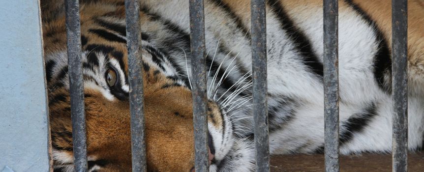 Tygrysy na granicy polsko-białoruskiej w Koroszczynie. Zoo Poznań przyjmie część kotów