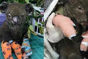 Koala Hospital Port Macquarie
