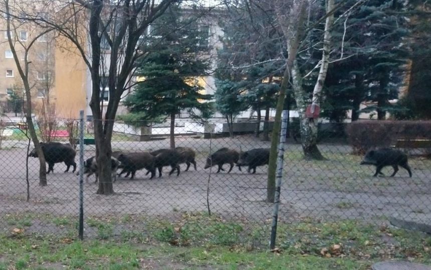 Dziki
