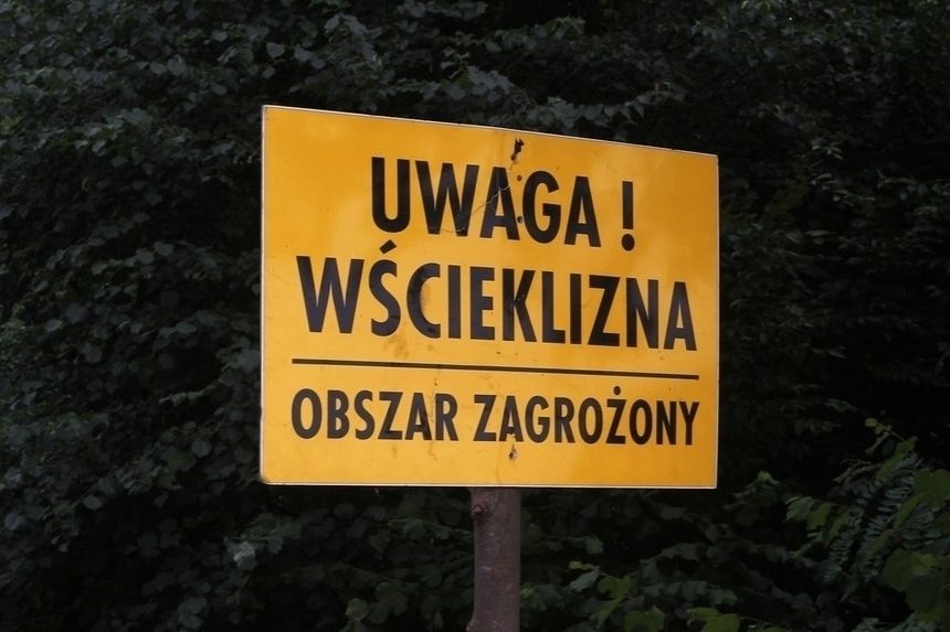 Poznań. Siedlisko wścieklizny w parku Wilsona. Łazarz 