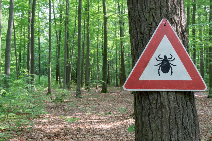 Nowy gatunek kleszcza w Polsce. Haemaphysalis concinna przenosi groźne choroby
