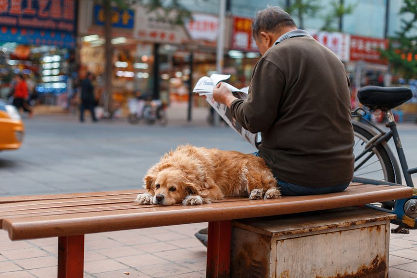 Chiny. W mieście Chengdu zakazano posiadania psów z 22 ras|undefined