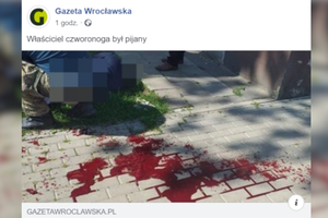 Dolnośląskie. Pies zaatakował kobietę w Miliczu