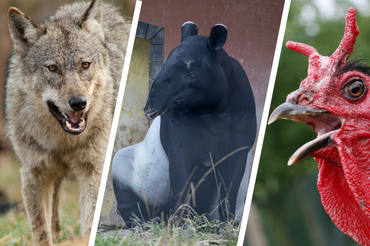 Wilk, tapir, kura - materiał poglądowy