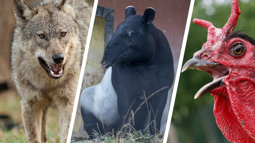 Wilk, tapir, kura - materiał poglądowy