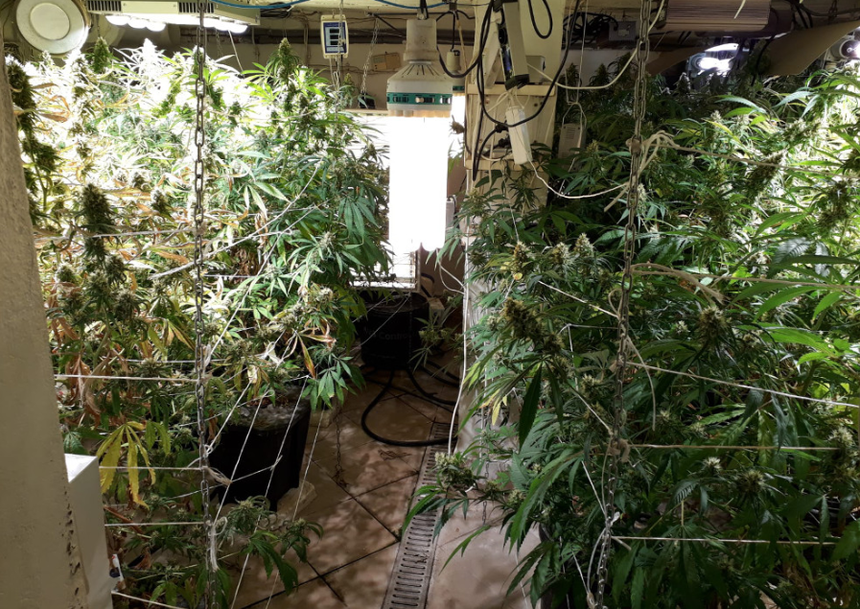 Marihuana|undefined