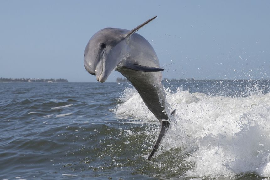 delfin władysławowo trójmiasto|undefined