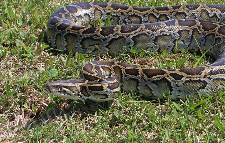 Pyton 