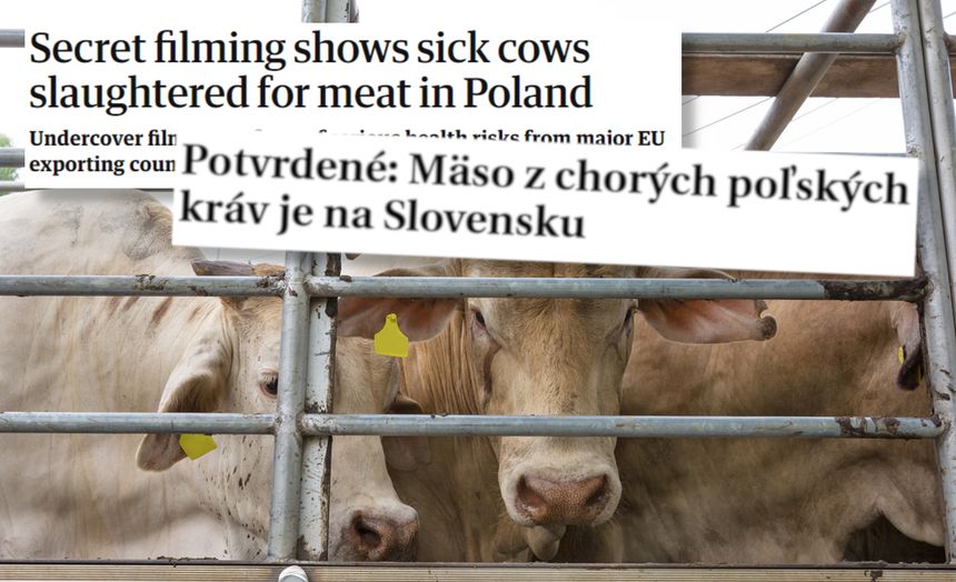 mięso chorych krów|undefined