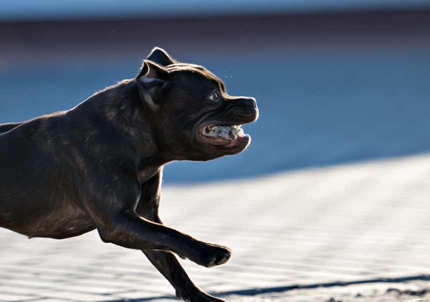 Staffordshire Bull Terrier|undefined