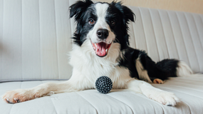 Border Collie pies na kanapie