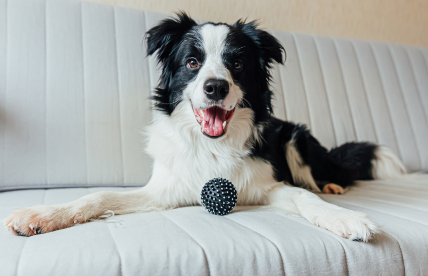 Border Collie pies na kanapie