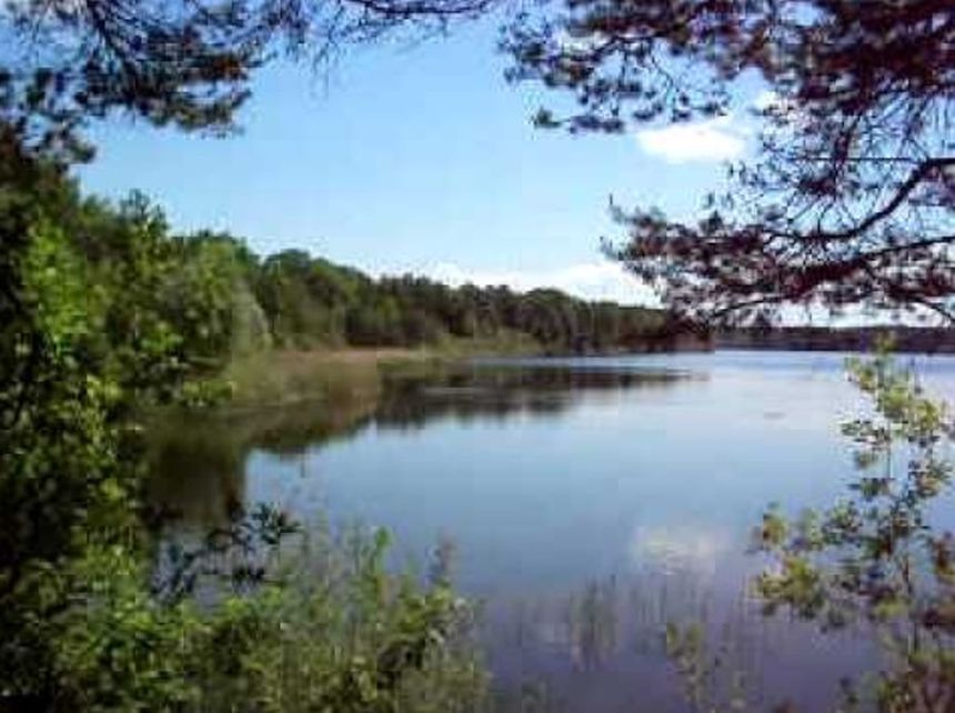Czarnogłowy|undefined