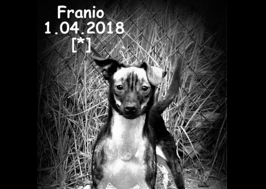 Pies Franek |undefined