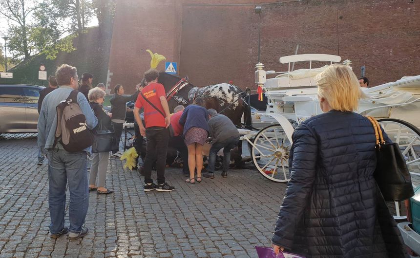 Kraków. Koń upadł w okolicach Wawelu i po chwili wrócił do pracy|undefined