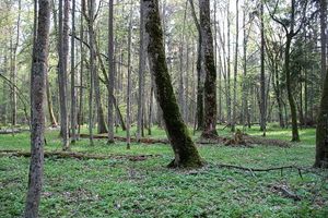 Puszcza|undefined