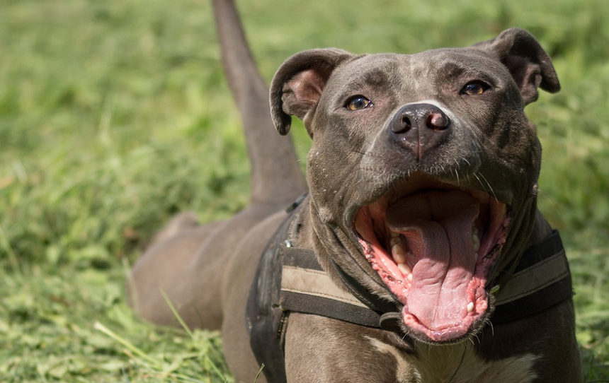 Amstaff |undefined