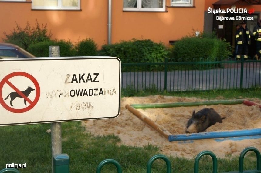Pokaźny dzik zajął piaskownicę dla dzieci. Policjanci zajęli się zwierzakiem|undefined