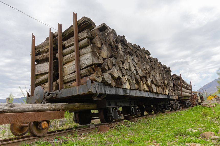 Drewno z nielegalnej wycinki na Ukrainie trafia do Polski|undefined