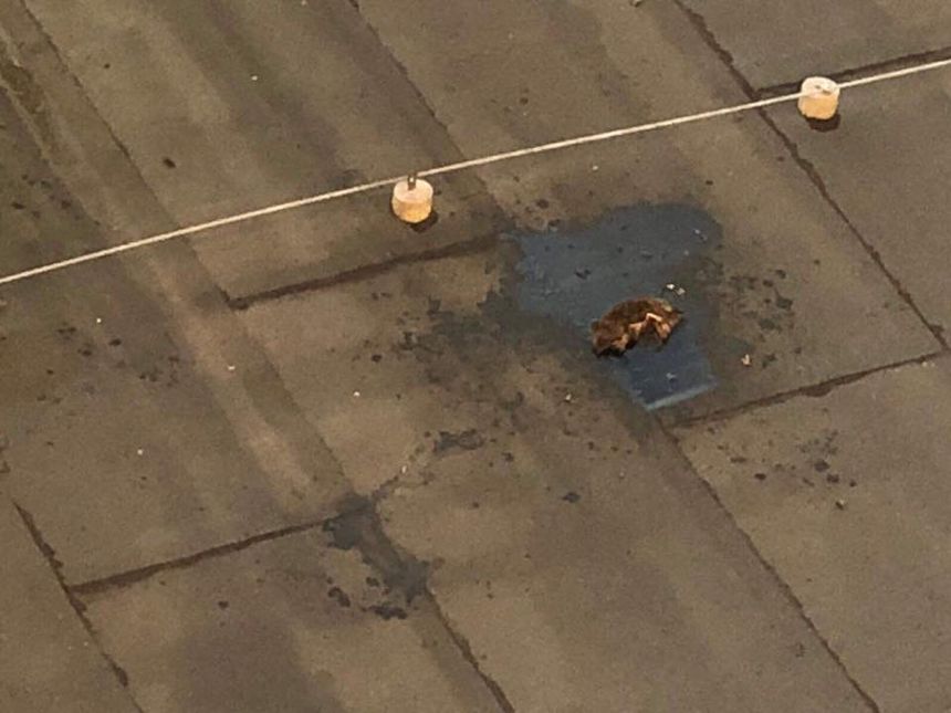 Wrocław. Policja szuka sprawcy, którzy zrzuca jeże z dachu budynku|undefined