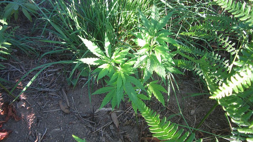 marihuana|undefined