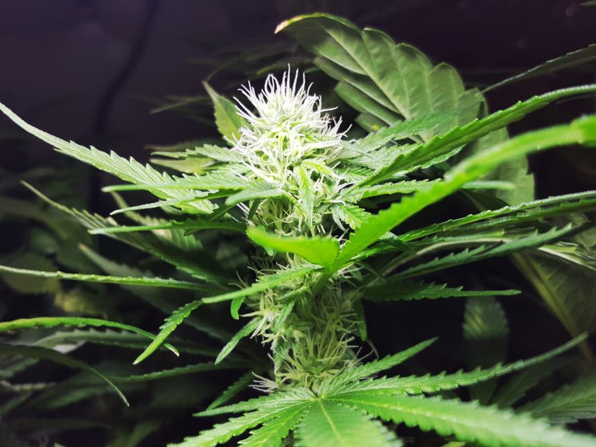 Marihuana|undefined