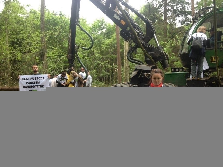 Greenpeace kontra wycinka. Aktywiści zablokowało sprzęt w Puszczy Białowieskiej|undefined