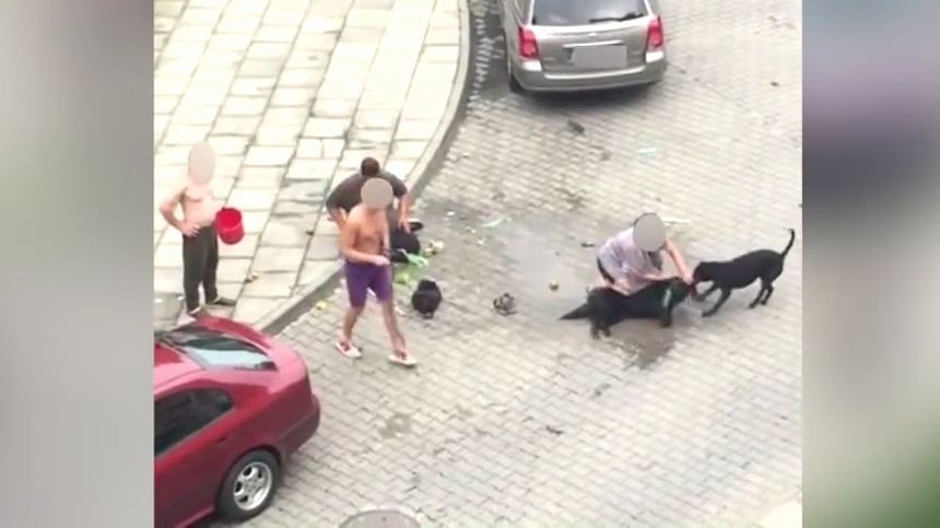 Małopolska. Atak pitbulla w Nowym Sączu, ranna kobieta|undefined
