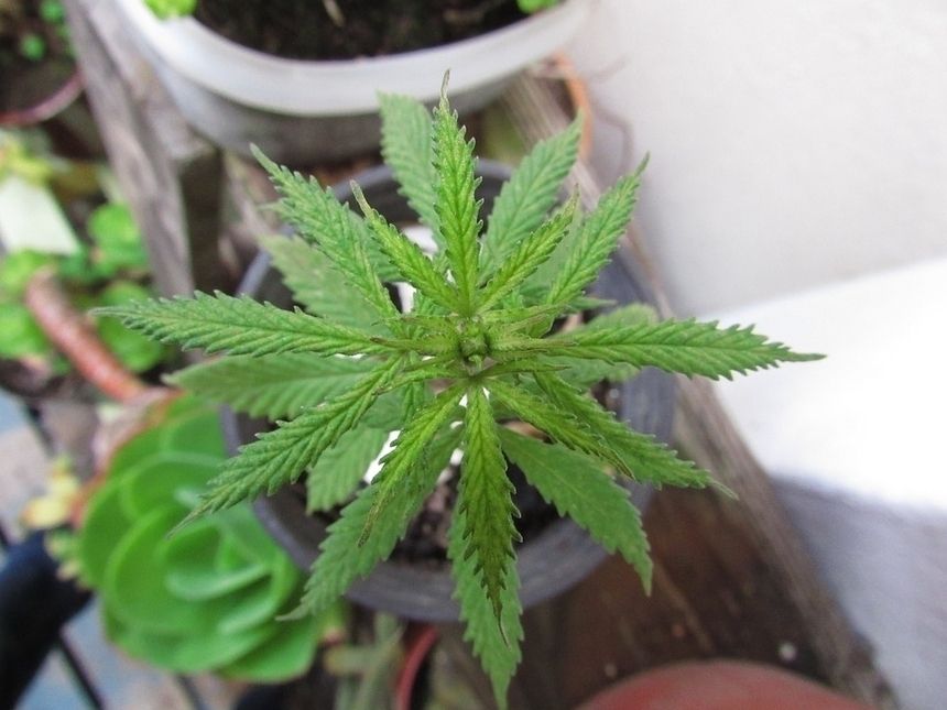 Marihuana|undefined